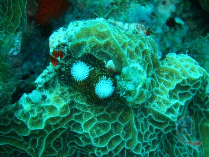 gusanos poliquetos en arrecife